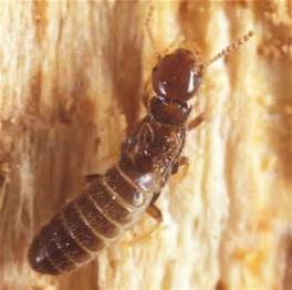 King Termite