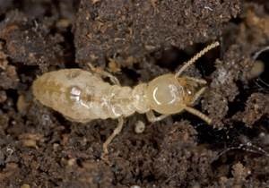 Worker Termite