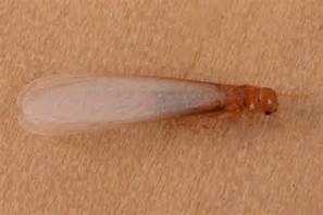 Drywood Termite Alate